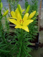 [1709 Scipione Mak No02.JPG]